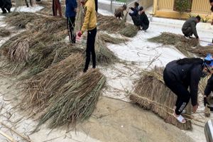 PHỤ HUYNH ỦNG HỘ NGÀY CÔNG GIÚP NHÀ TRƯỜNG LỢP MÁI CỎ GIANH CHO GÓC CHỢ QUÊ